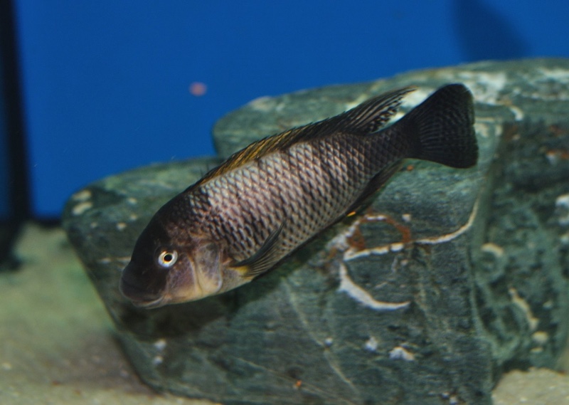 Petrochromis famula 'Zongwe' (Sangala)